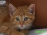 Baby Sirius